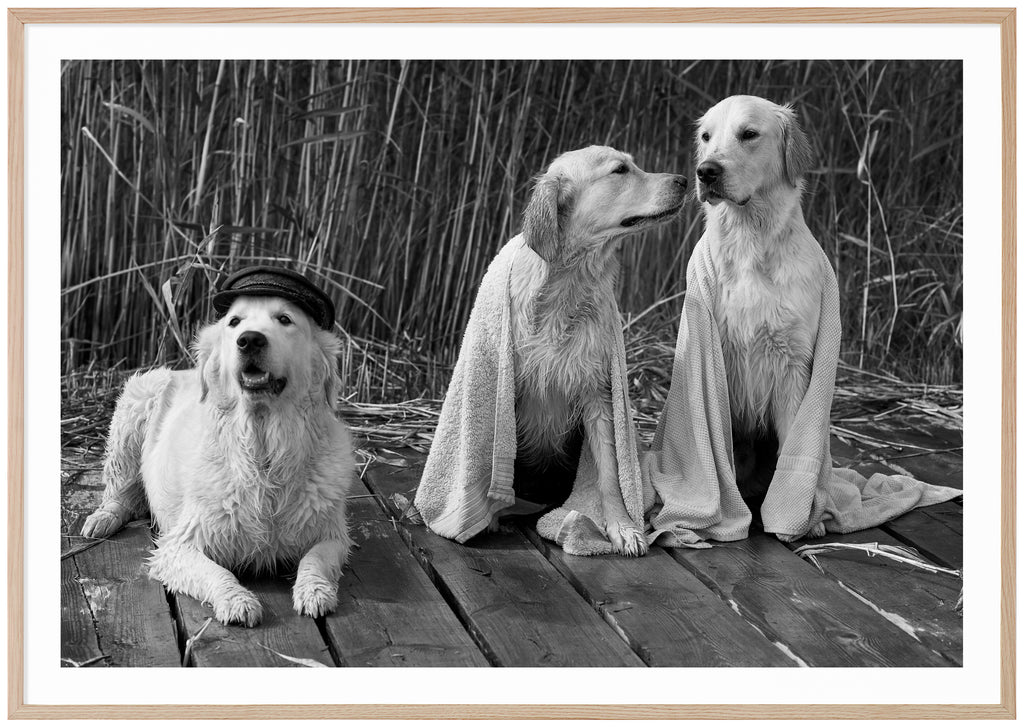 Black and white poster of three wet white dogs on jetty with reeds in the background. Landscape format. Oak frame. 
