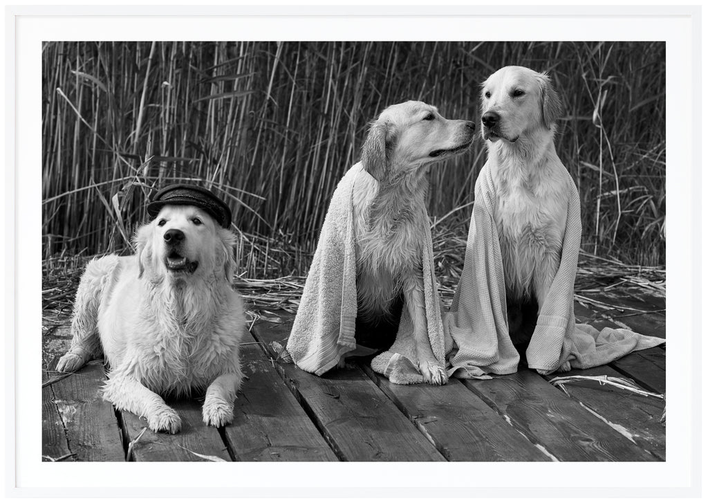 Black and white poster of three wet white dogs on jetty with reeds in the background. Landscape format. White frame.