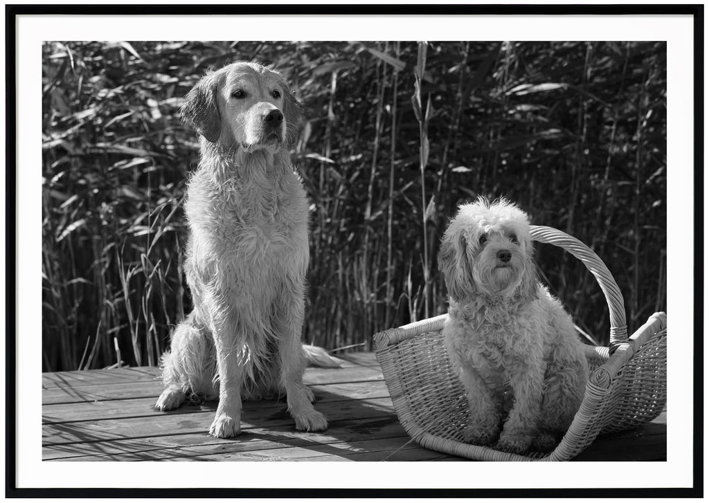 Black and white poster of two dogs sitting on a jetty with reeds in the background. Black frame. 