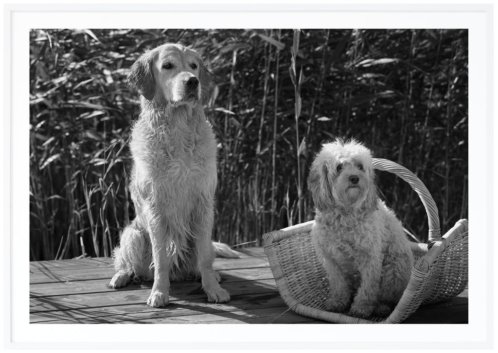 Black and white poster of two dogs sitting on a jetty with reeds in the background. White frame.