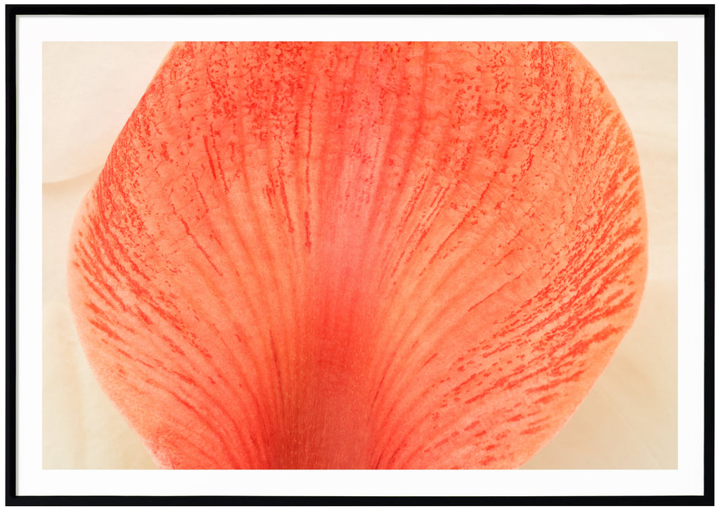 Pink abstract poster of a leaf. Black frame. 