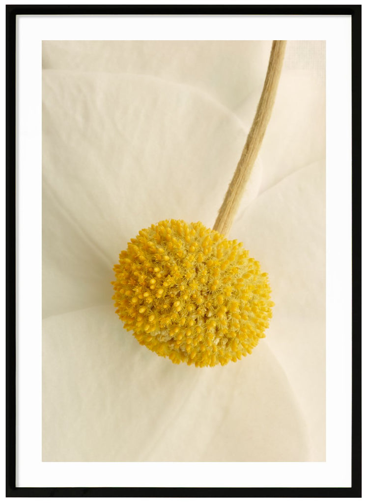 Poster of close-up flower with the colors white, beige and yellow. Black frame. 