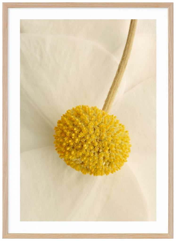 Poster of close-up flower with the colors white, beige and yellow. Oak frame. 