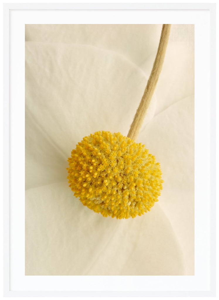 Poster of close-up flower with the colors white, beige and yellow. White frame. 