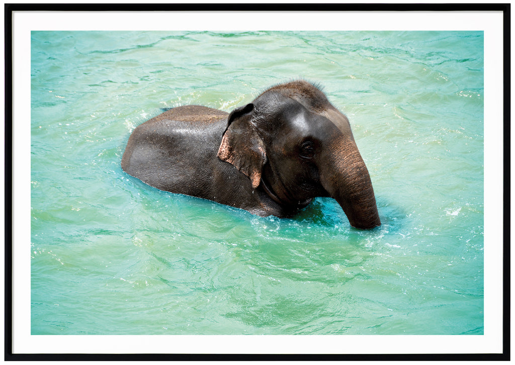 Posts of bathing baby elephant. Black frame. 