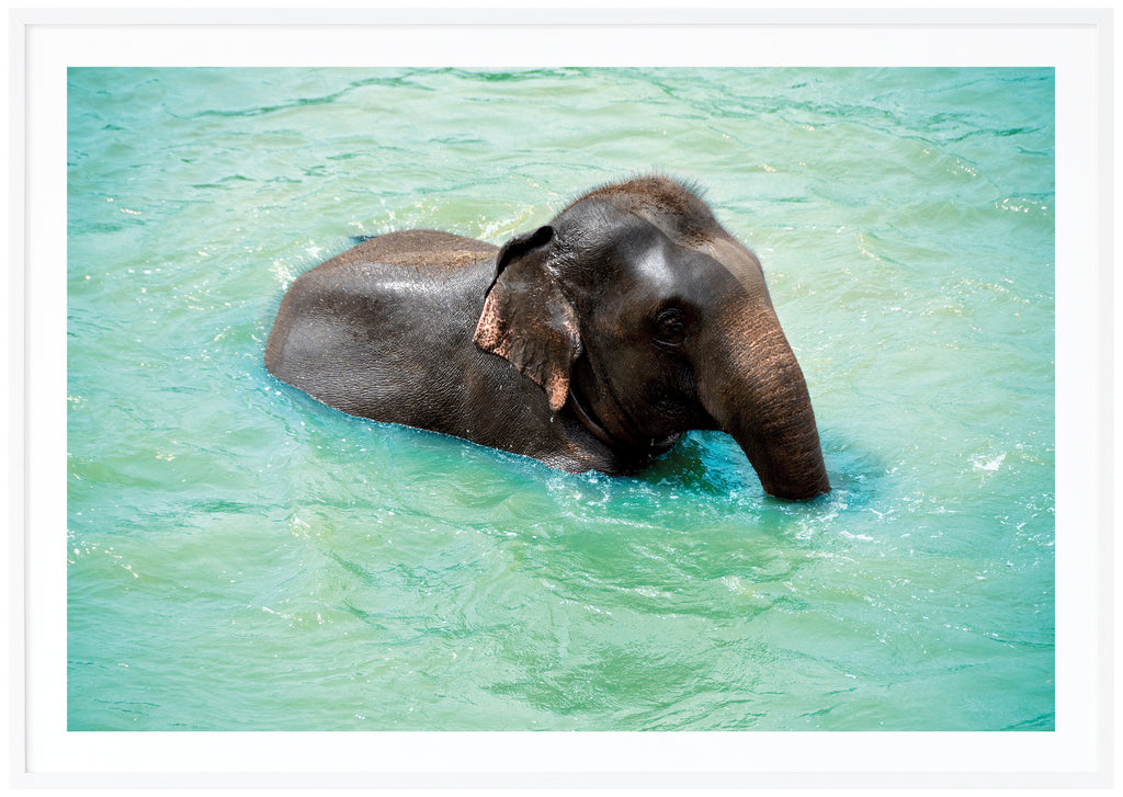Posts of bathing baby elephant. White frame.