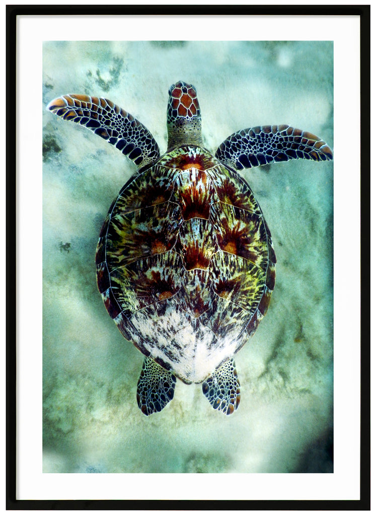 Posts of sea turtle in clear water. Black frame.