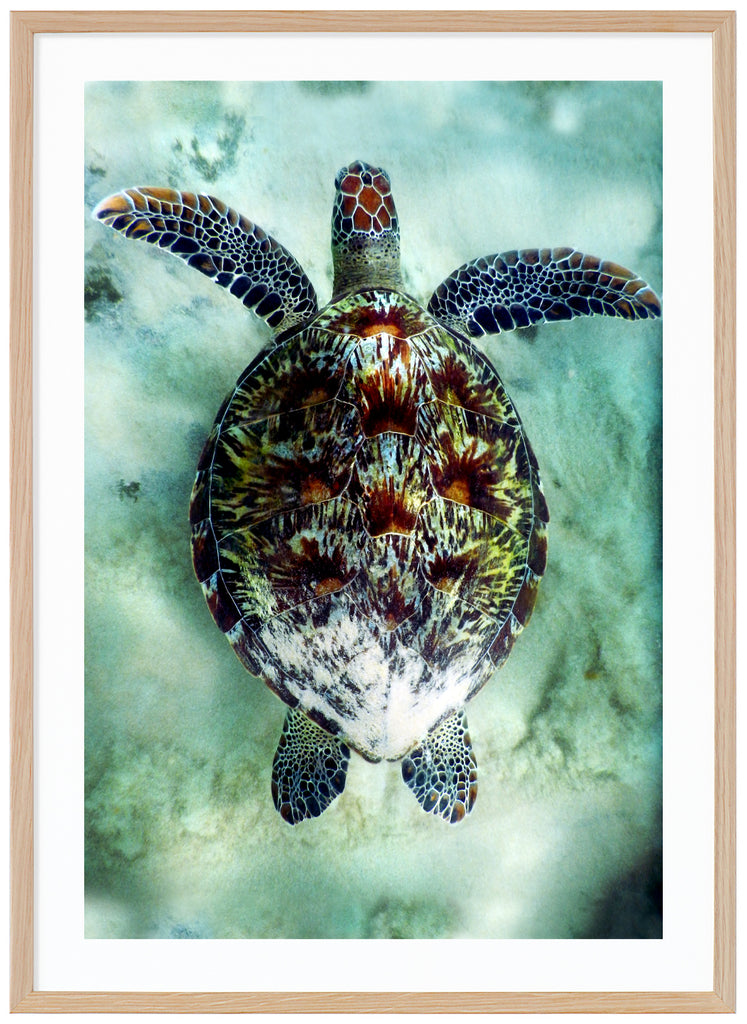 Posts of sea turtle in clear water. Oak frame. 