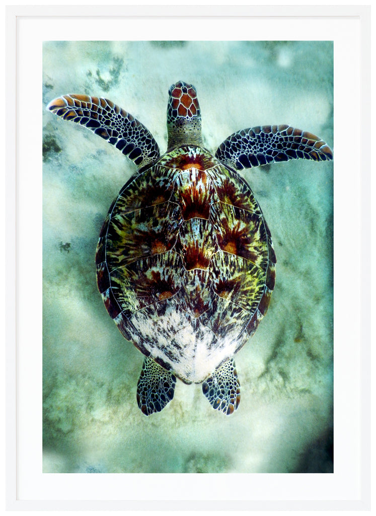 Posts of sea turtle in clear water. White frame. 