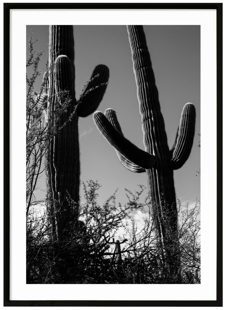 Photograph of two Saguaro cacti in Tucson. Black frame. 