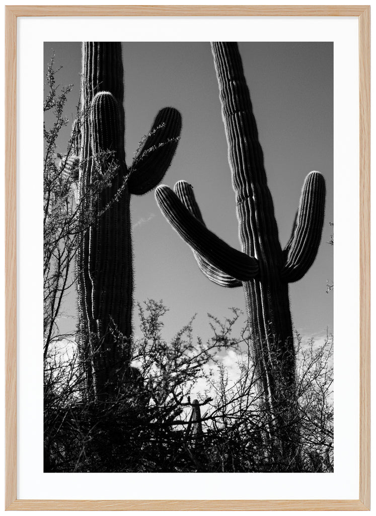 Photograph of two Saguaro cacti in Tucson. Oak frame. 