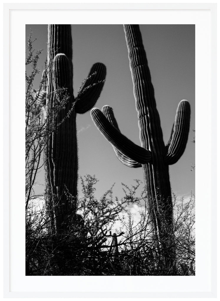 Photograph of two Saguaro cacti in Tucson. White frame. 