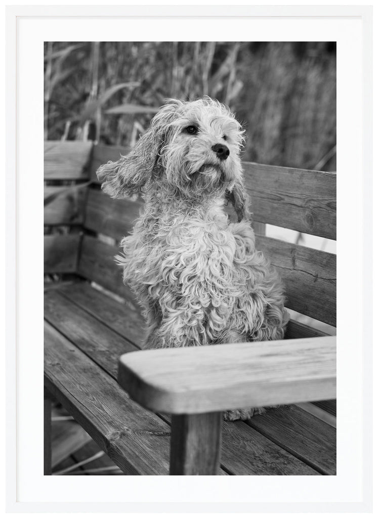 Black and white posters of dog sitting on a bench. Reed in the background. White frame. 