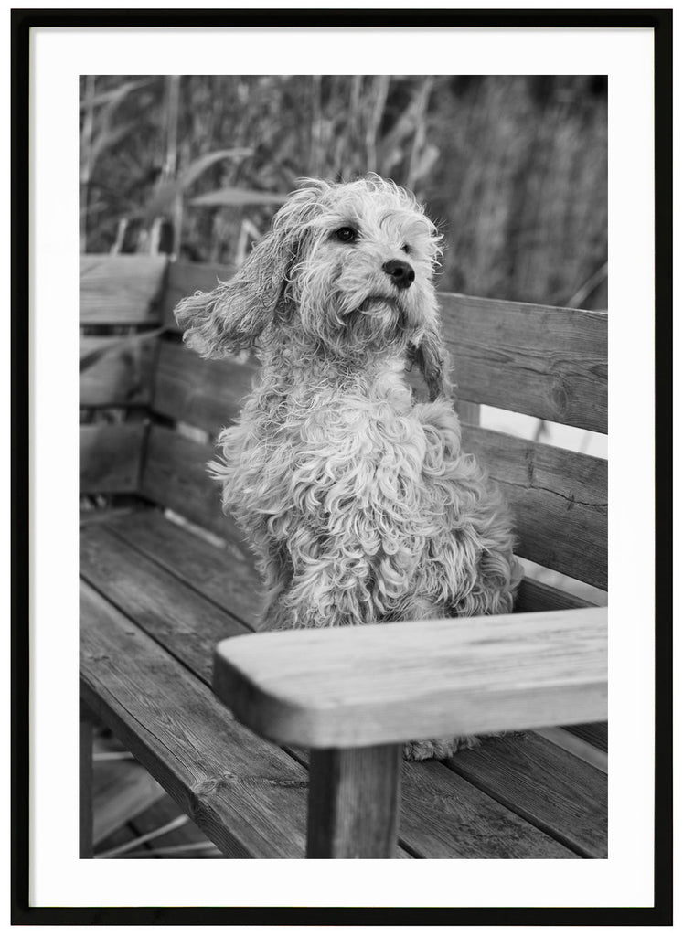 Black and white posters of dog sitting on a bench. Reed in the background. Black frame.