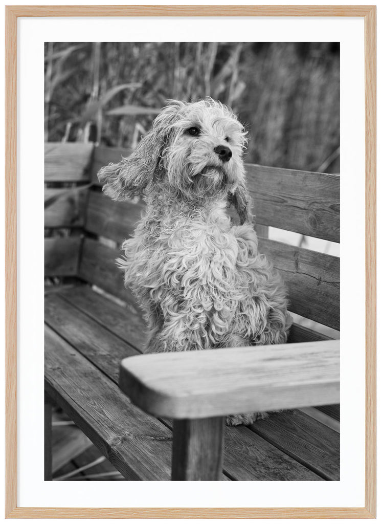 Black and white posters of dog sitting on a bench. Reed in the background. Oak frame. 