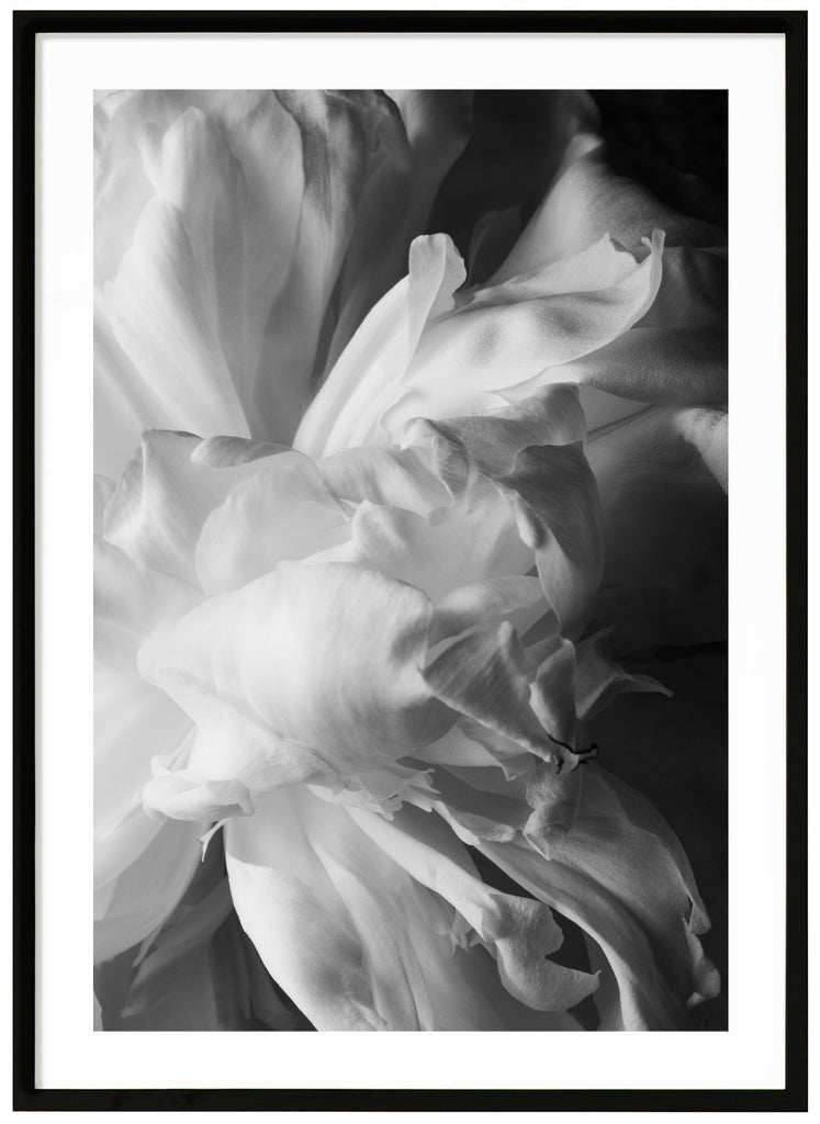 Black and white photograph of a white peony. Black frame. 