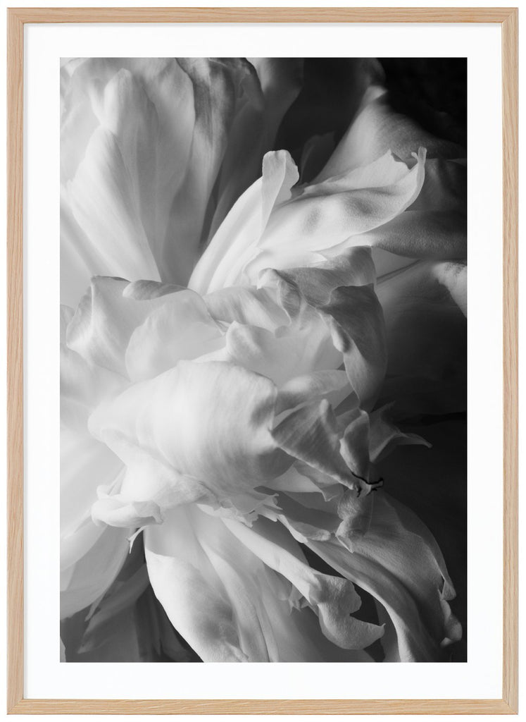 Black and white photograph of a white peony. Oak frame. 