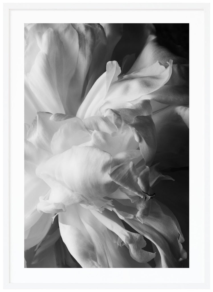 Black and white photograph of a white peony. White frame. 