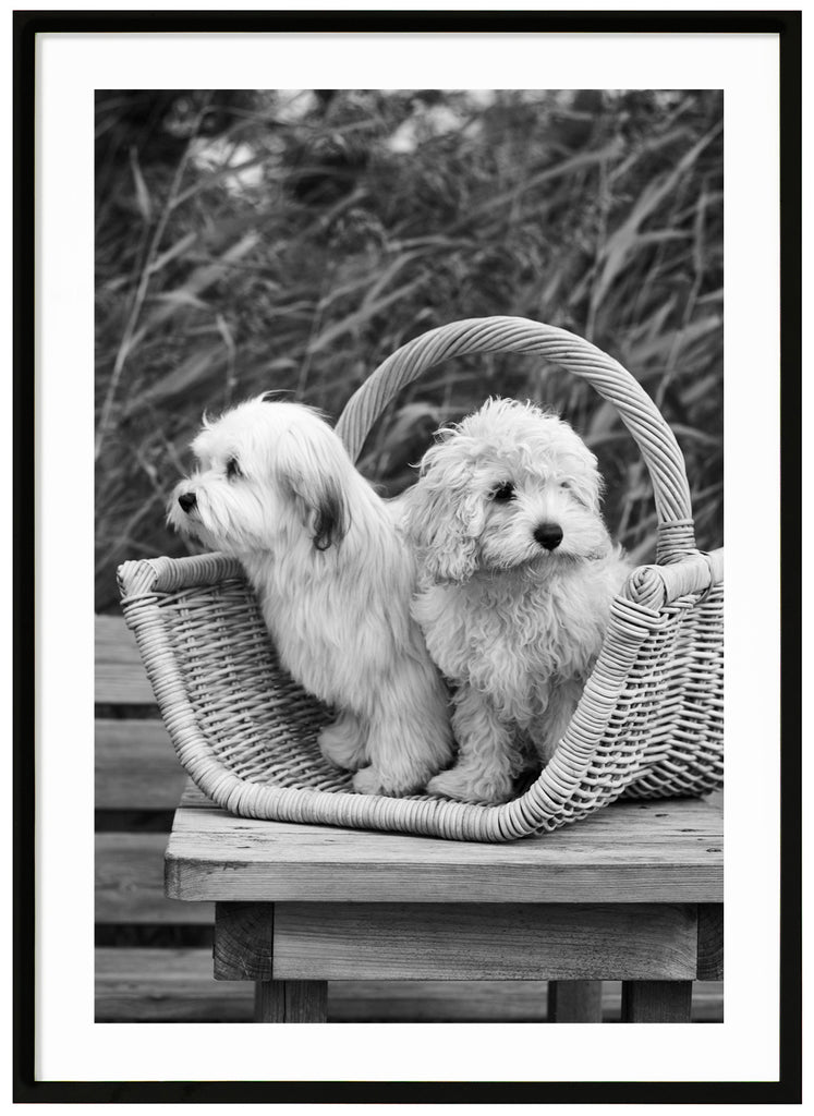 Black and white photograph of two small dogs sitting in a wooden basket on a table. Black frame.
