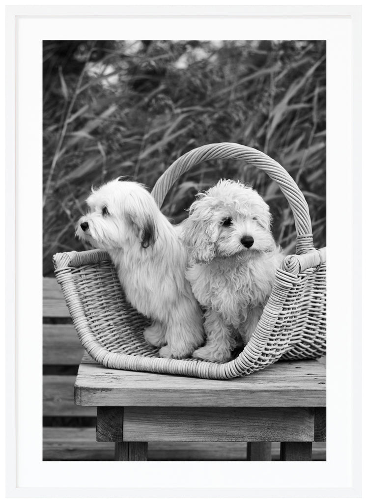 Black and white photograph of two small dogs sitting in a wooden basket on a table. White frame. 