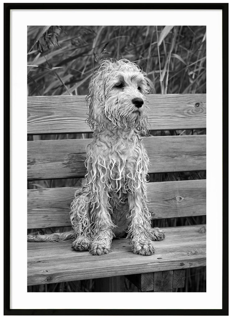  Black and white photograph of a wet little dog sitting alone on a bench by the reeds. Black frame. 
