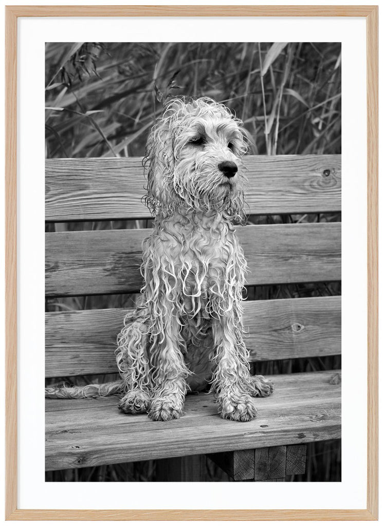  Black and white photograph of a wet little dog sitting alone on a bench by the reeds.  Oak frame. 