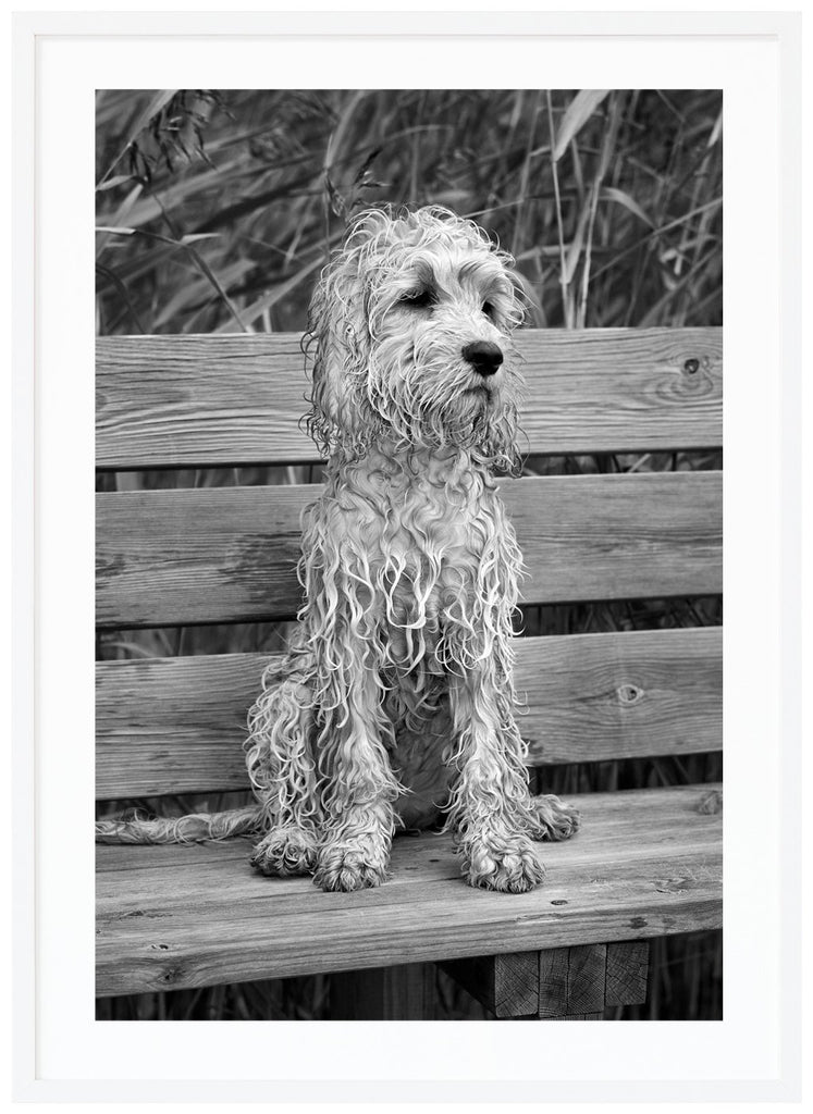  Black and white photograph of a wet little dog sitting alone on a bench by the reeds.  White frame. 