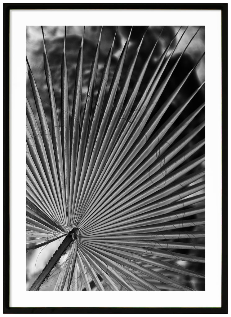 Black and white photograph of palm leaves. Black frames.