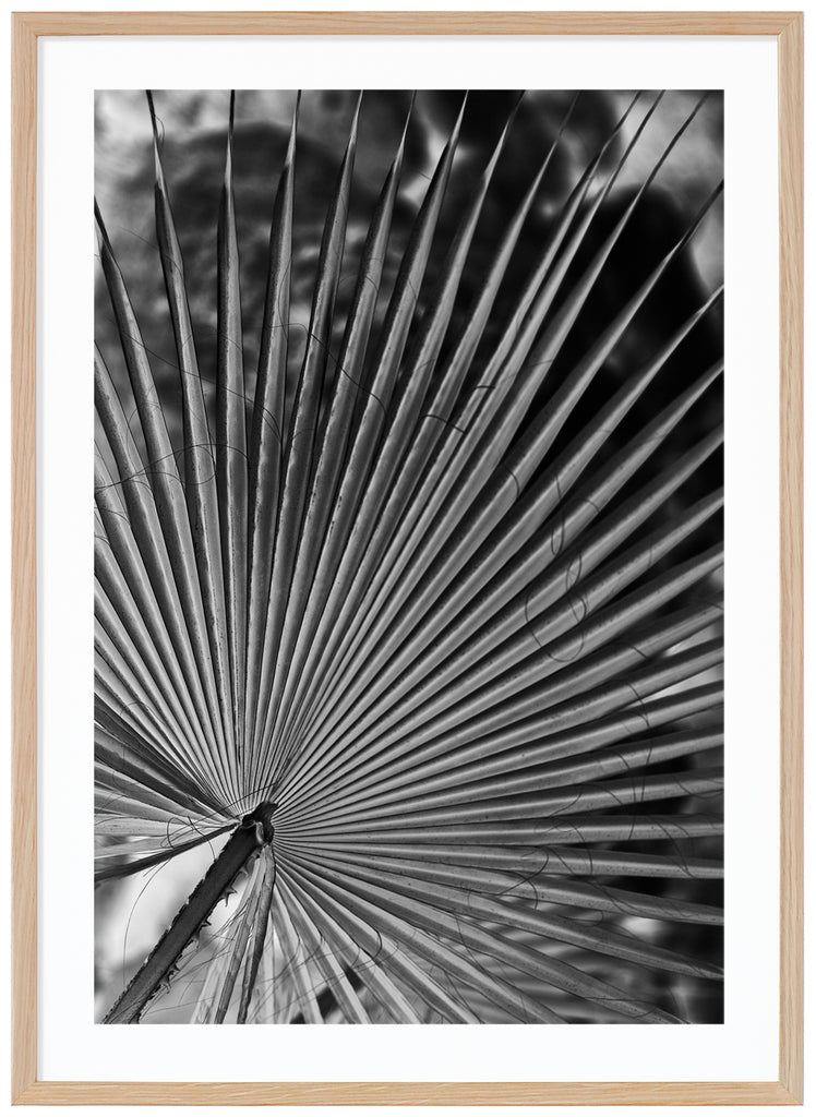 Black and white photograph of palm leaves. Oak frames. 