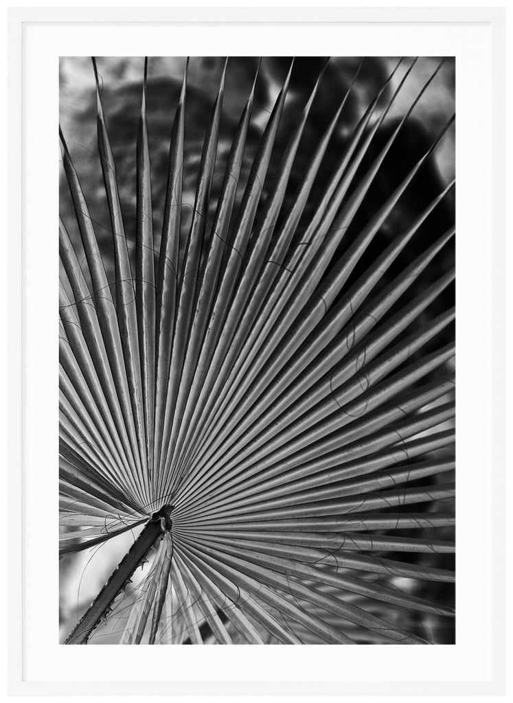 Black and white photograph of palm leaves. Whites frames. 