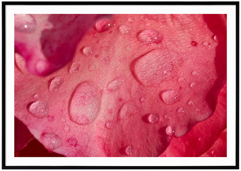 Photograph of rose petals with water drops on. Black frames.