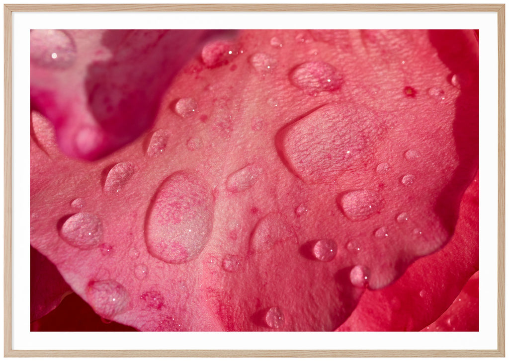 Photograph of rose petals with water drops on. Oak frame. 