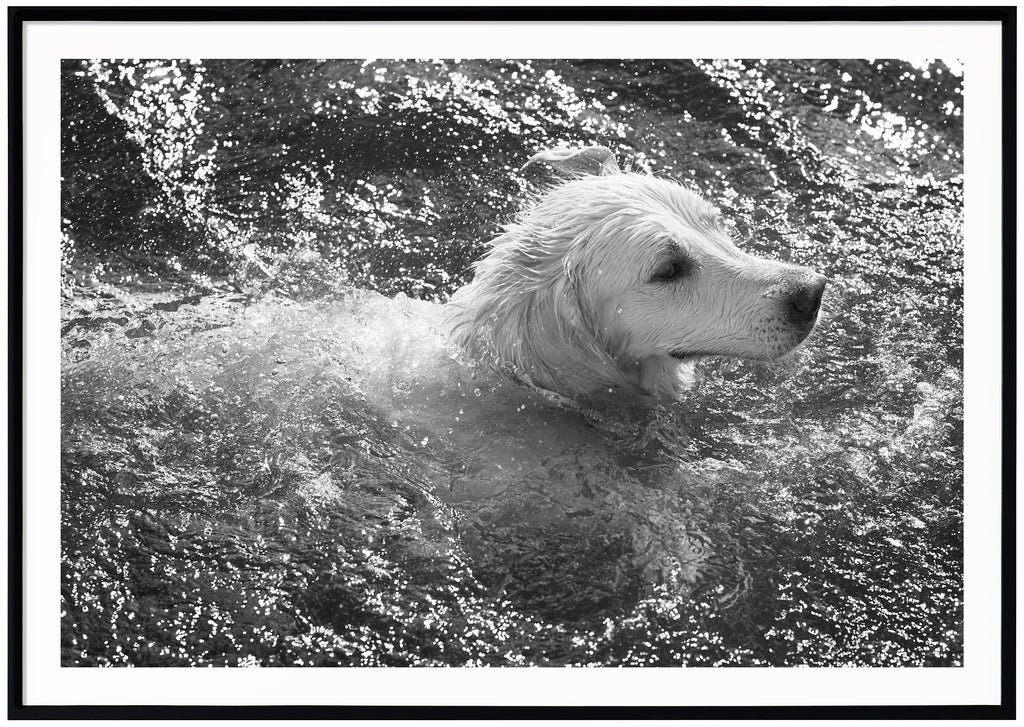 Black and white poster of dog swimming. Horizontal format. Black frame. 