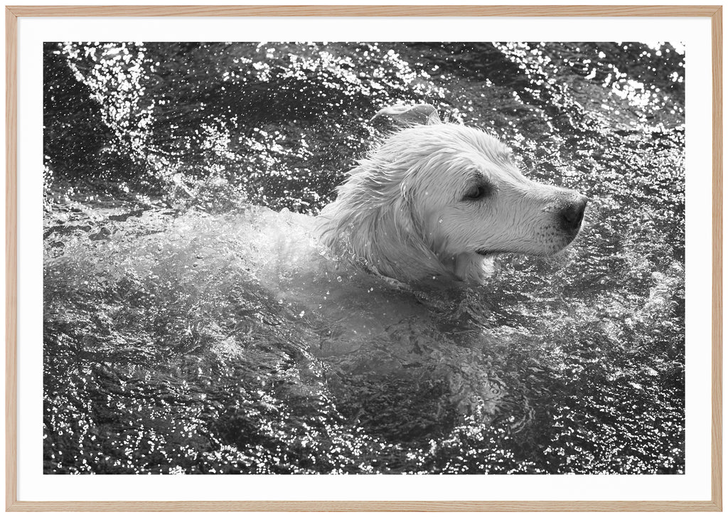 Black and white poster of dog swimming. Horizontal format. Oak frame. 