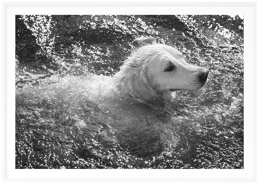 Black and white poster of dog swimming. Horizontal format. White frame. 