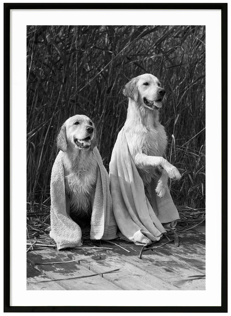 Black and white poster of two wet dogs with a towel over each other. Sitting on jetty with reeds in the background. Black frame.