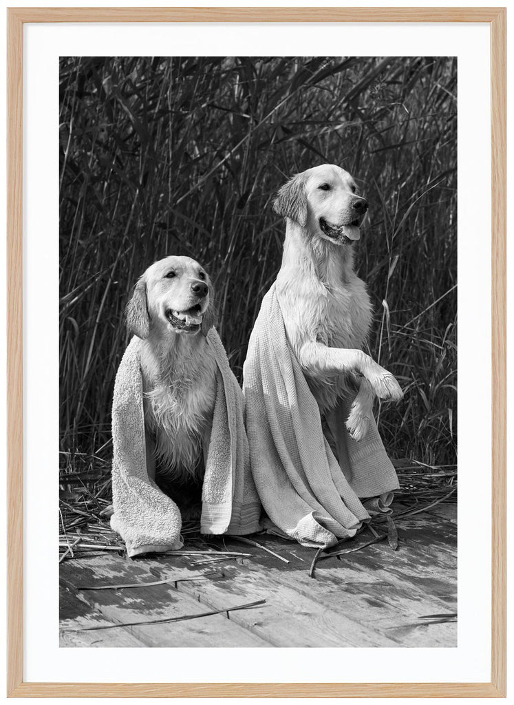 Black and white poster of two wet dogs with a towel over each other. Sitting on jetty with reeds in the background. Oak frame. 