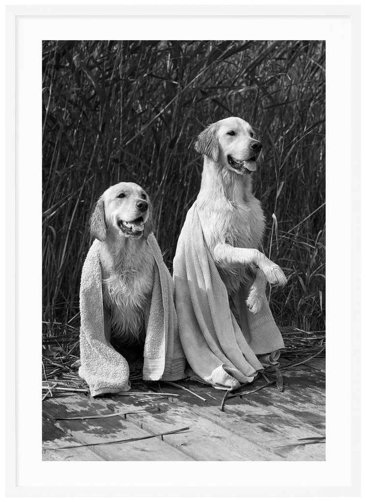Black and white poster of two wet dogs with a towel over each other. Sitting on jetty with reeds in the background.. White frame.