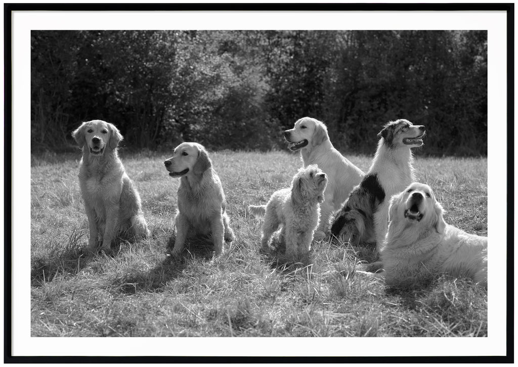 Black and white posters of several dogs on a lawn. Black frame. 