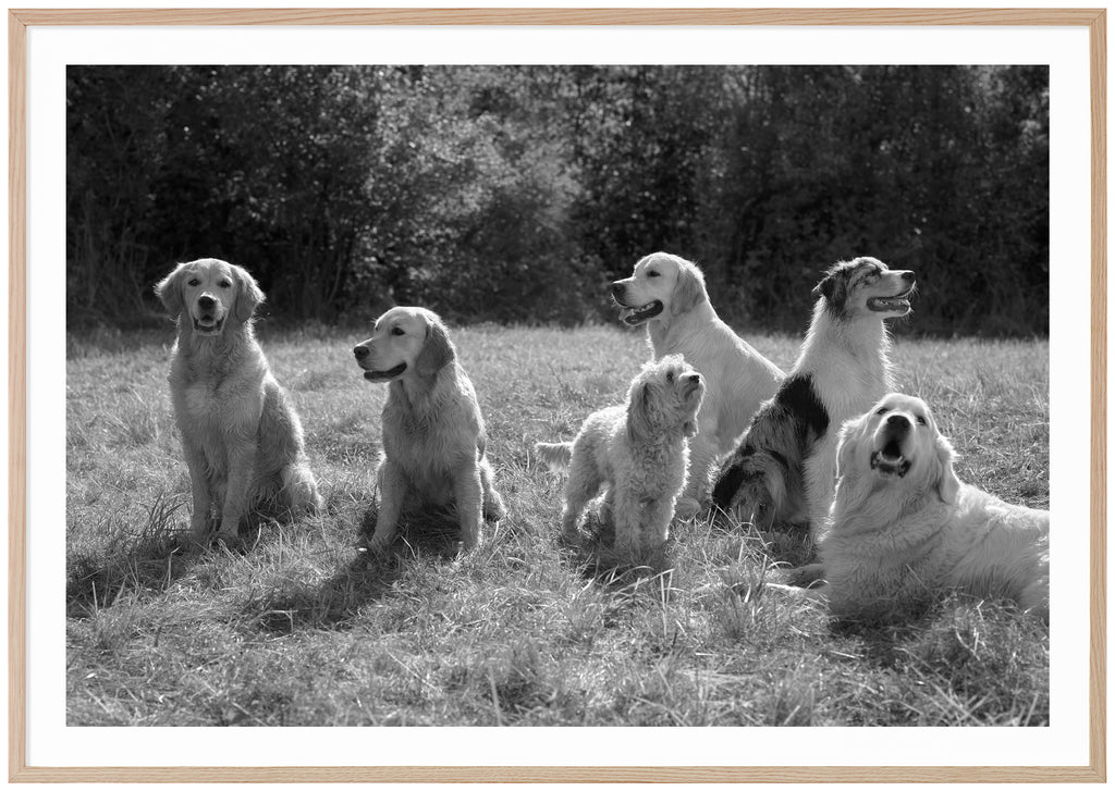 Black and white posters of several dogs on a lawn. Oak frame. 