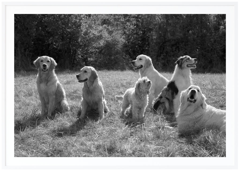 Black and white posters of several dogs on a lawn. White frame. 
