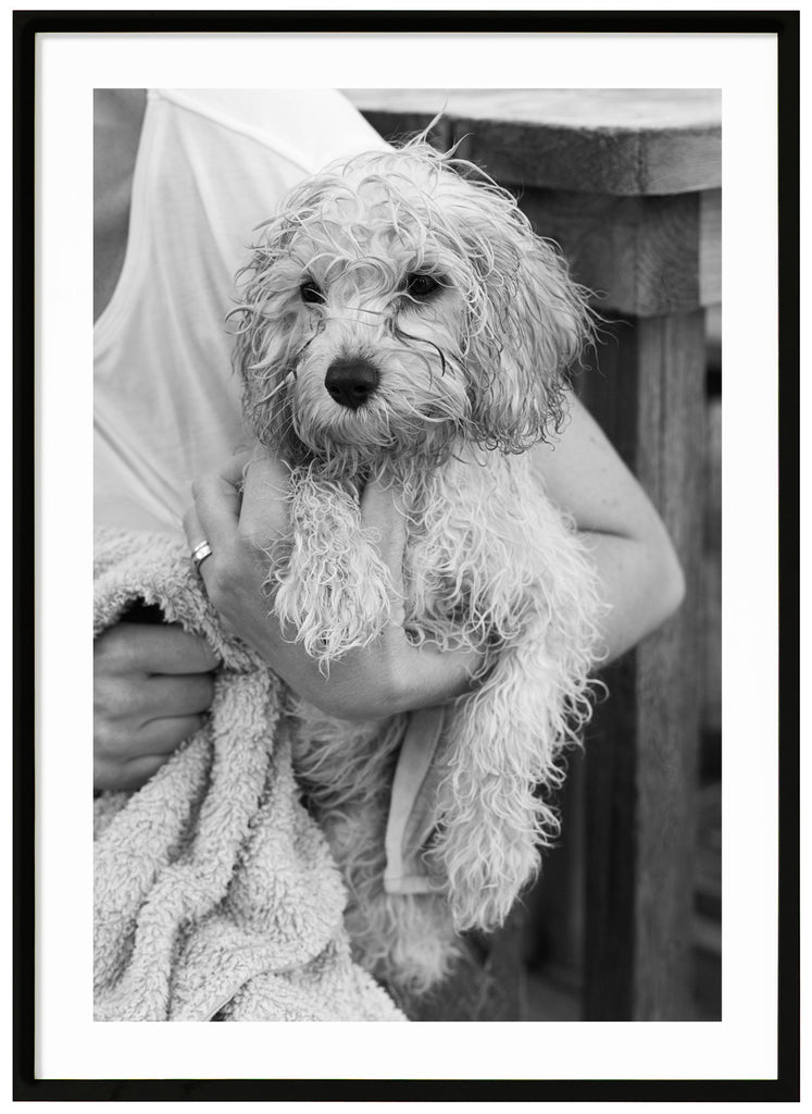 Black and white items of wet dog being dried with towel by woman. Black frame. 