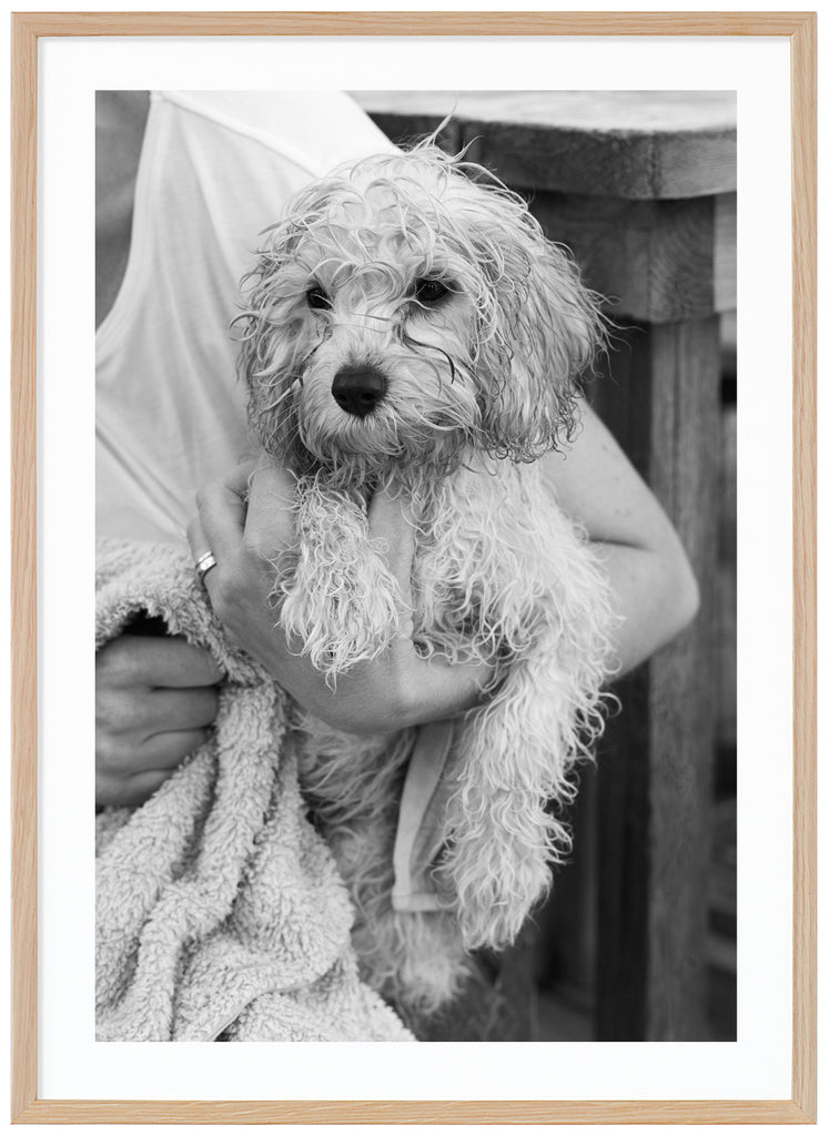 Black and white items of wet dog being dried with towel by woman. Oak frame. 