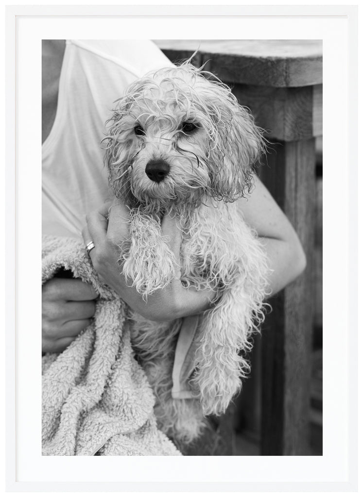 Black and white items of wet dog being dried with towel by woman. White frame. 