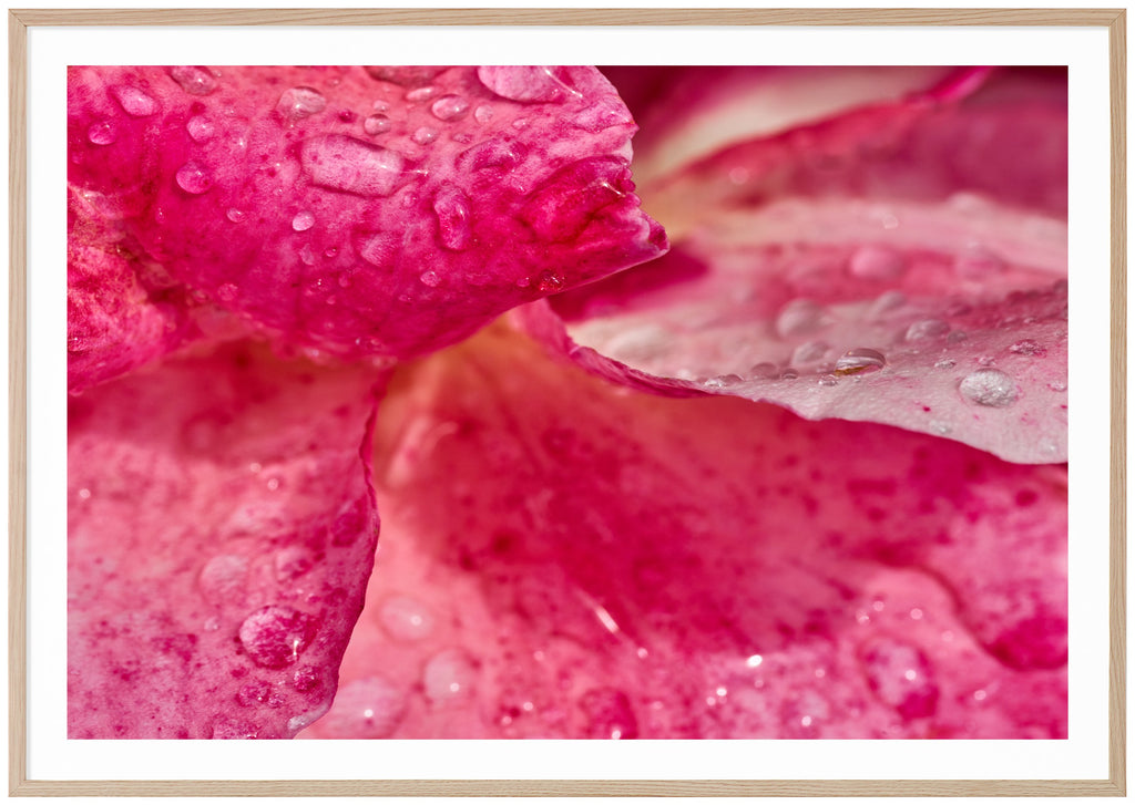 Photograph of rose petals with water drops on.  Oak frame. 
