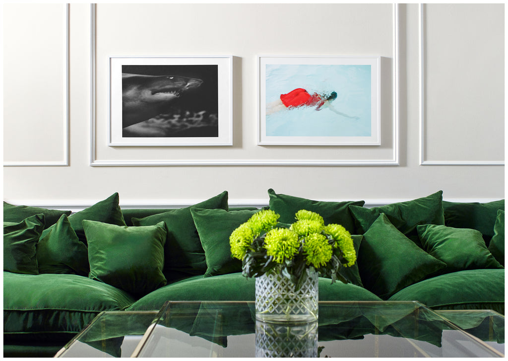Analogous photograph of a shark. White frame. 