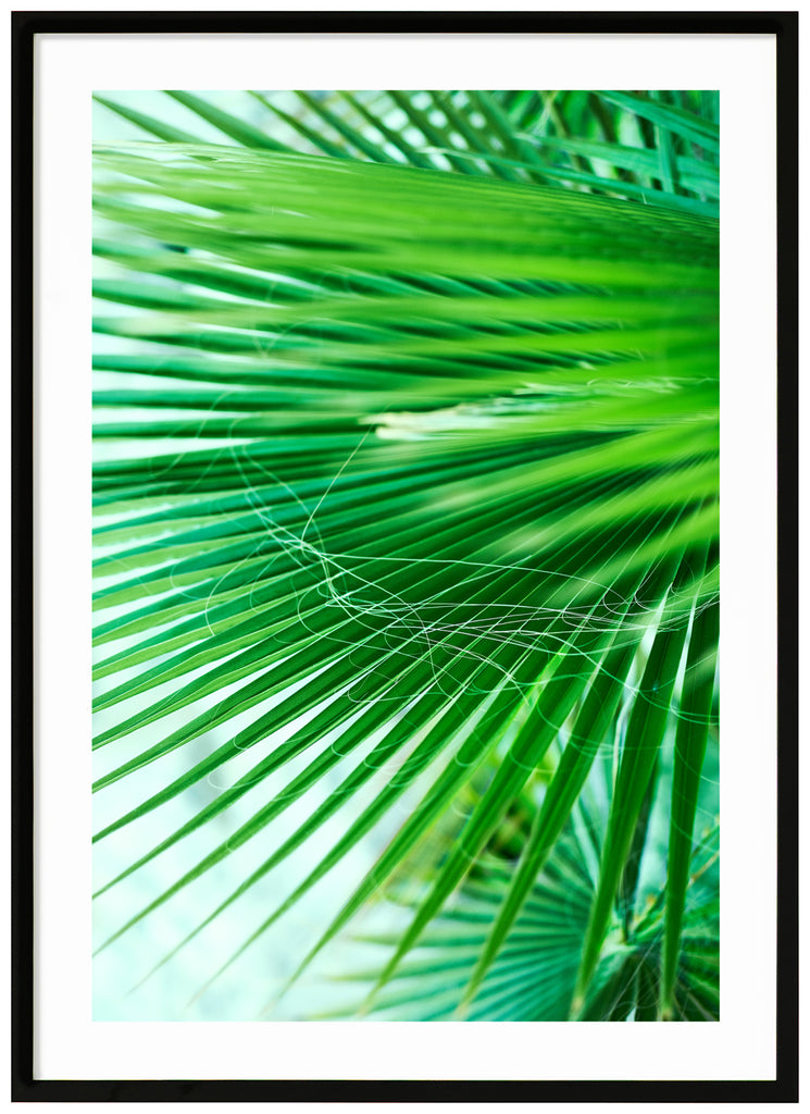 Color photography of palm leaves close up. Black frame. 