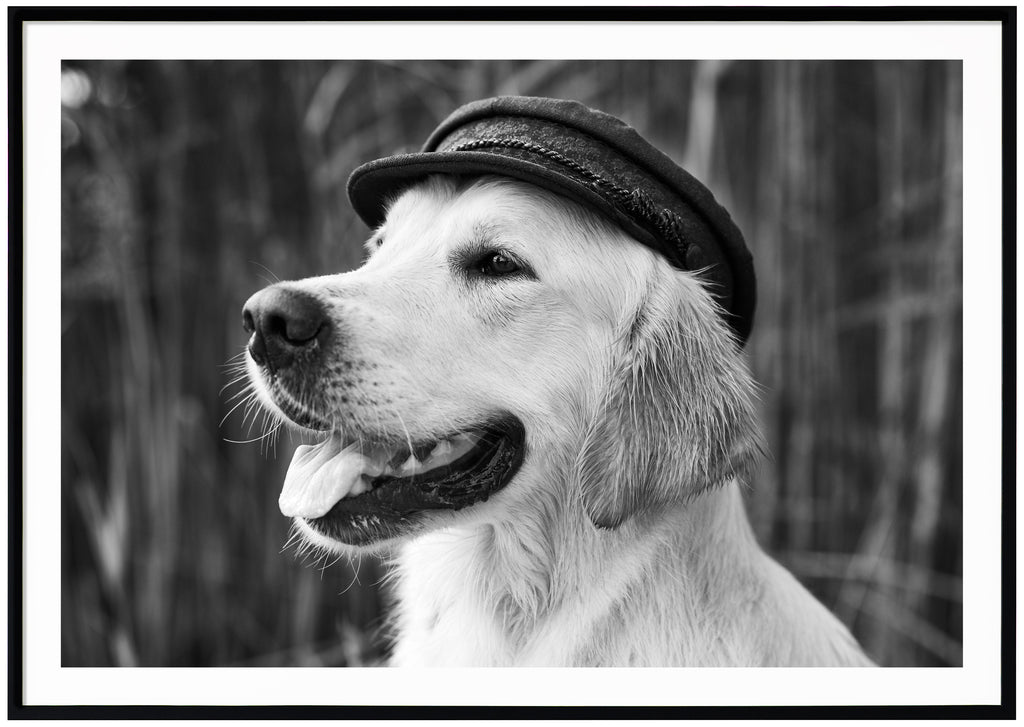 Black and white poster of portrait of dog with hat. Open mouth with tongue out. Sharp in the background. Horizontal format. Black frame. 