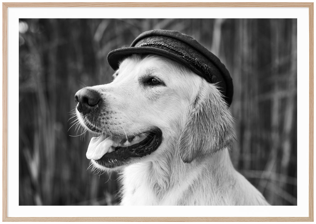 Black and white poster of portrait of dog with hat. Open mouth with tongue out. Sharp in the background. Horizontal format. Oak frame. 