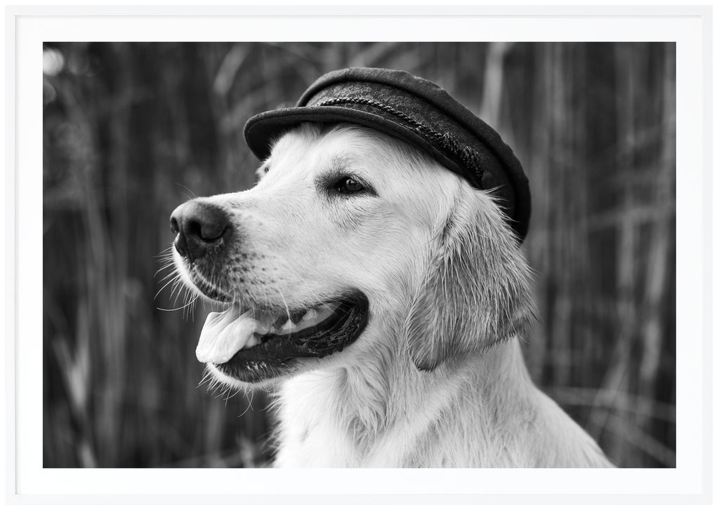 Black and white poster of portrait of dog with hat. Open mouth with tongue out. Sharp in the background. Horizontal format. White frame. 